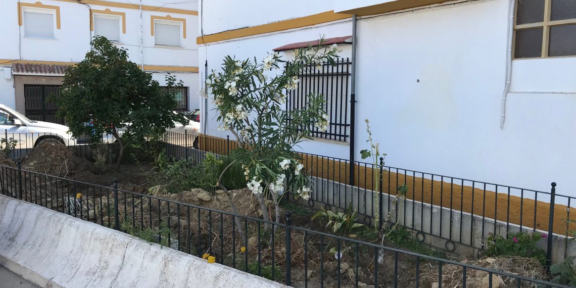 Parques y Jardines opta por retirar las palmeras de San Cristóbal por la falta de profundidad del espacio ajardinado