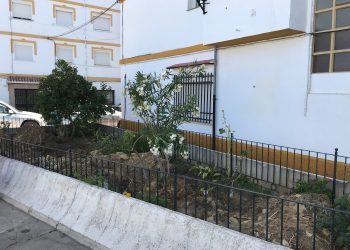 Parques y Jardines opta por retirar las palmeras de San Cristóbal por la falta de profundidad del espacio ajardinado