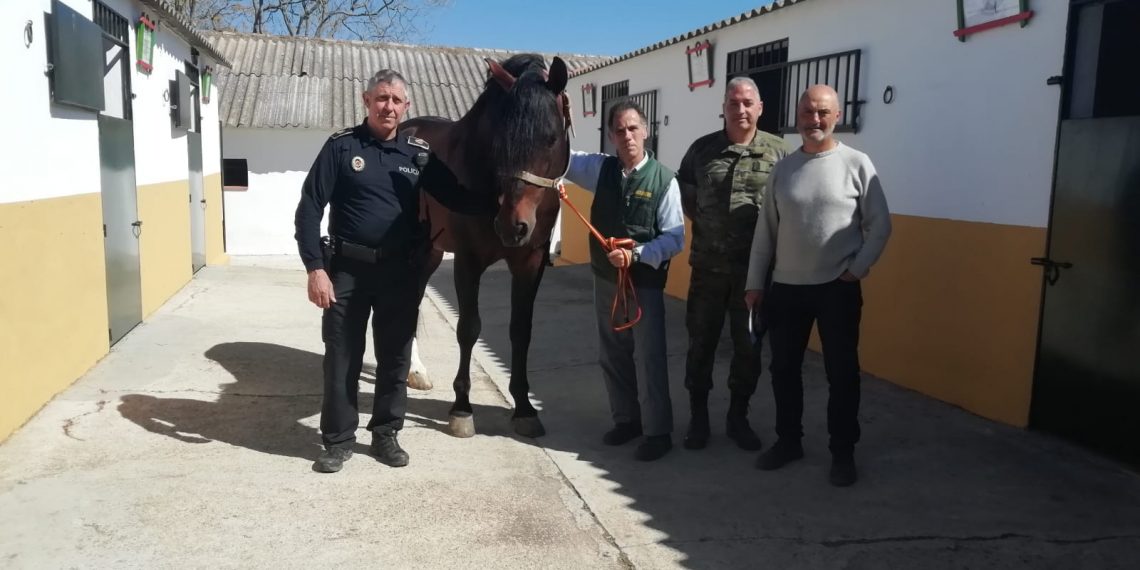 El Ayuntamiento anuncia el comienzo de la tradicional parada de sementales con mejoras en las instalaciones