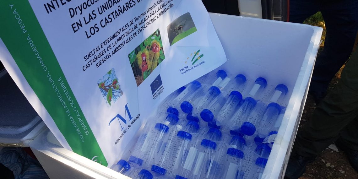 La Junta inicia la suelta del Torymus Sinensis, el  depredador biológico para luchar contra la  avispilla del castaño