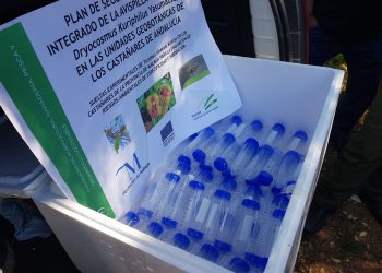 La Junta inicia la suelta del Torymus Sinensis, el  depredador biológico para luchar contra la  avispilla del castaño