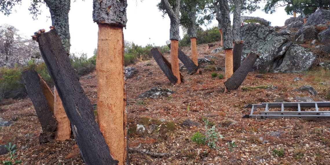 Finaliza la «saca del corcho» en la Serranía de Ronda con un descenso en la producción debido a la falta de lluvias