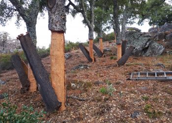 Finaliza la «saca del corcho» en la Serranía de Ronda con un descenso en la producción debido a la falta de lluvias