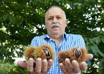 LA COSECHA DE CASTAÑAS EN EL VALLE DEL GENAL CAERÁ AL MENOS UN 50%