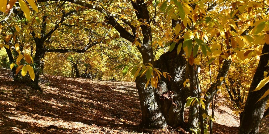 El Bosque de cobre se muestra en su máximo esplendor