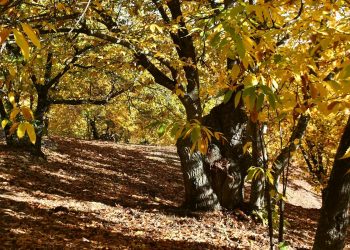 El Bosque de cobre se muestra en su máximo esplendor