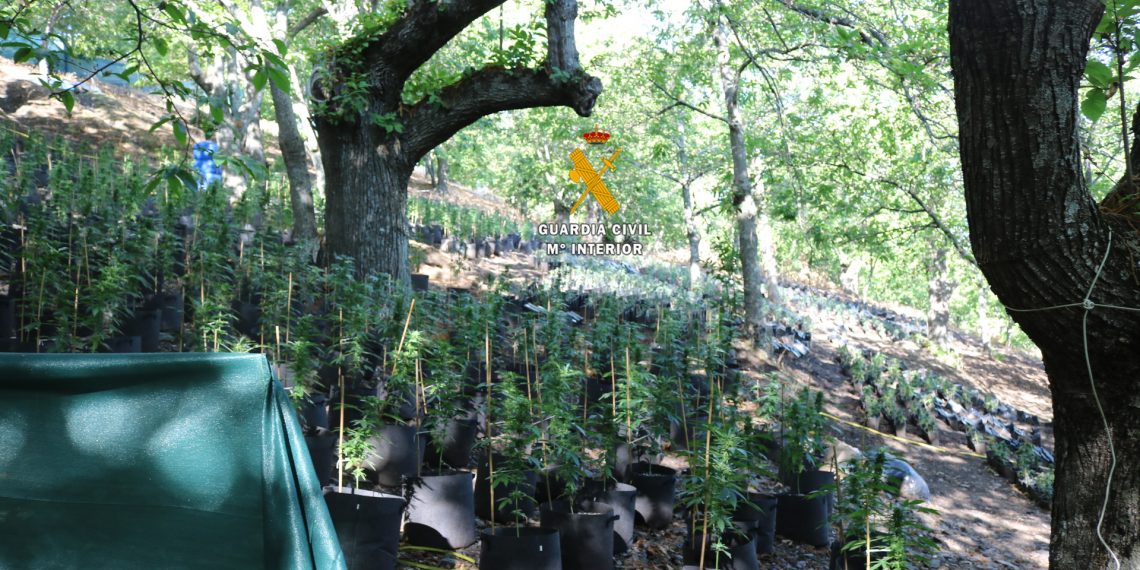La   Guardia   Civil   desmantela   una organización criminal dedicada al cultivo y elaboración  de marihuana en Faraján
