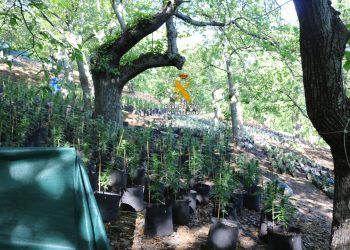 La   Guardia   Civil   desmantela   una organización criminal dedicada al cultivo y elaboración  de marihuana en Faraján