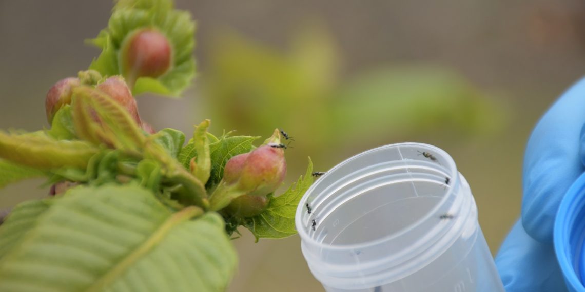 LA COOPERATIVA “VALLE DEL GENAL” REPARTE 1.000 DOSIS DE ‘TORYMUS’