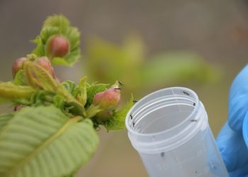 LA COOPERATIVA “VALLE DEL GENAL” REPARTE 1.000 DOSIS DE ‘TORYMUS’