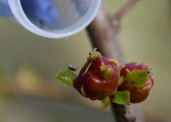 LA JUNTA FINALIZA LA SUELTA DE ‘TORYMUS’ EN EL VALLE DEL GENAL