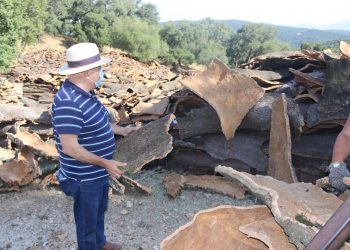 EL DELEGADO DE MONTES VISITA LOS ÚLTIMOS TRABAJOS DE DESCORCHE DE LA TEMPORADA EN LOS MONTES DE PROPIOS