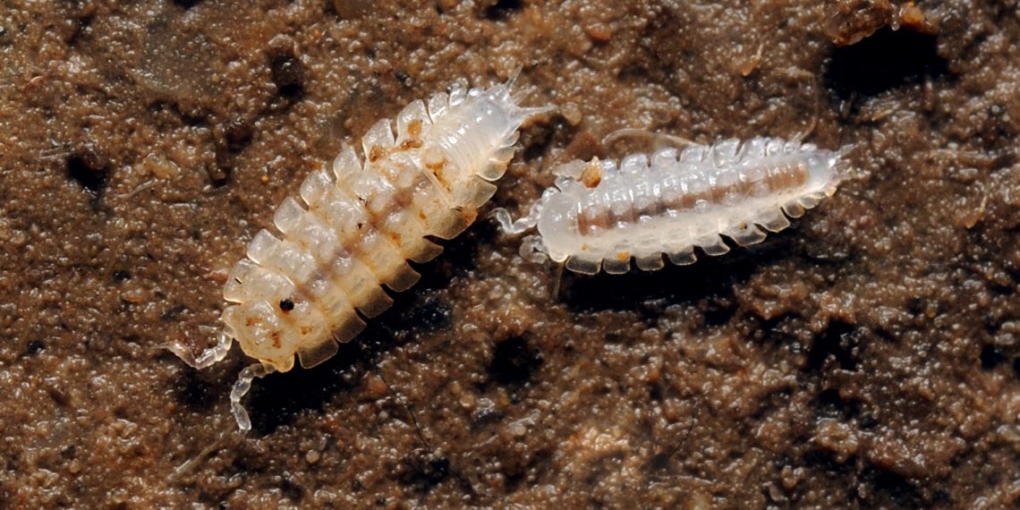 Nuevo descubrimiento biológico en la famosa Cueva de la Pileta
