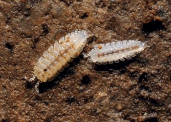 Nuevo descubrimiento biológico en la famosa Cueva de la Pileta