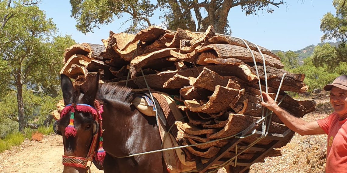 Asaja Málaga pide ayudas fiscales ante los bajos precios del corcho esta campaña