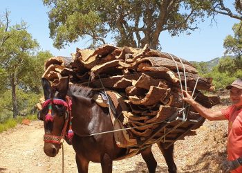 Asaja Málaga pide ayudas fiscales ante los bajos precios del corcho esta campaña