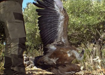 Silvema denuncia la falta de acciones de protección a los buitres en la Serranía de Ronda