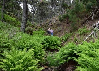Investigadores continúan con el estudio de la diversidad vegetal de la Sierra de las Nieves