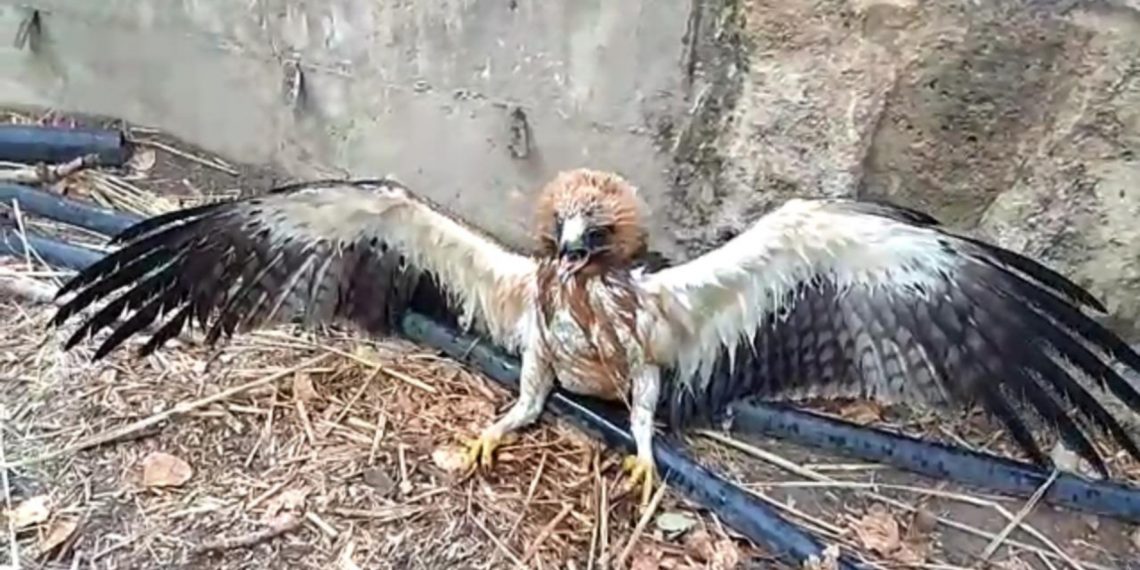 LA POLICÍA LOCAL RESCATA UN EJEMPLAR DE ÁGUILA CALZADA ATRAPADA EN UNA ALBERCA EN LA FINCA DE ‘EL DUENDE’