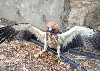 LA POLICÍA LOCAL RESCATA UN EJEMPLAR DE ÁGUILA CALZADA ATRAPADA EN UNA ALBERCA EN LA FINCA DE ‘EL DUENDE’