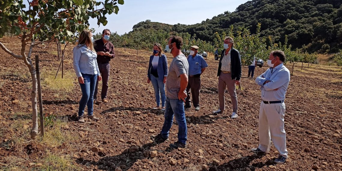 EL AYUNTAMIENTO MUESTRA SU APOYO AL EMERGENTE SECTOR DEL CULTIVO DEL PISTACHO EN LA COMARCA DE RONDA