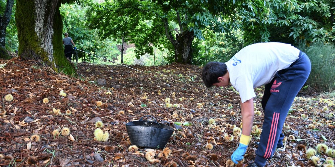 LA COSECHA DE CASTAÑAS EN EL VALLE DEL GENAL DESCENDERÁ UN 40%