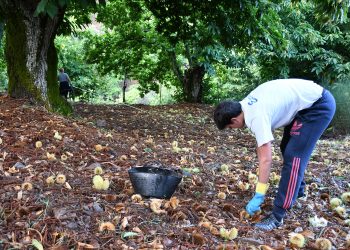 LA COSECHA DE CASTAÑAS EN EL VALLE DEL GENAL DESCENDERÁ UN 40%