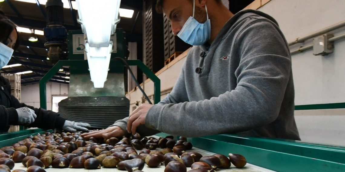 RUIZ ESPEJO SOLICITA A LA JUNTA AYUDAS PARA LOS PRODUCTORES DE CASTAÑAS