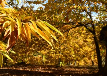 DENUNCIAN LA PROLIFERACIÓN DE CERDOS ASILVESTRADOS EN EL VALLE DEL GENAL