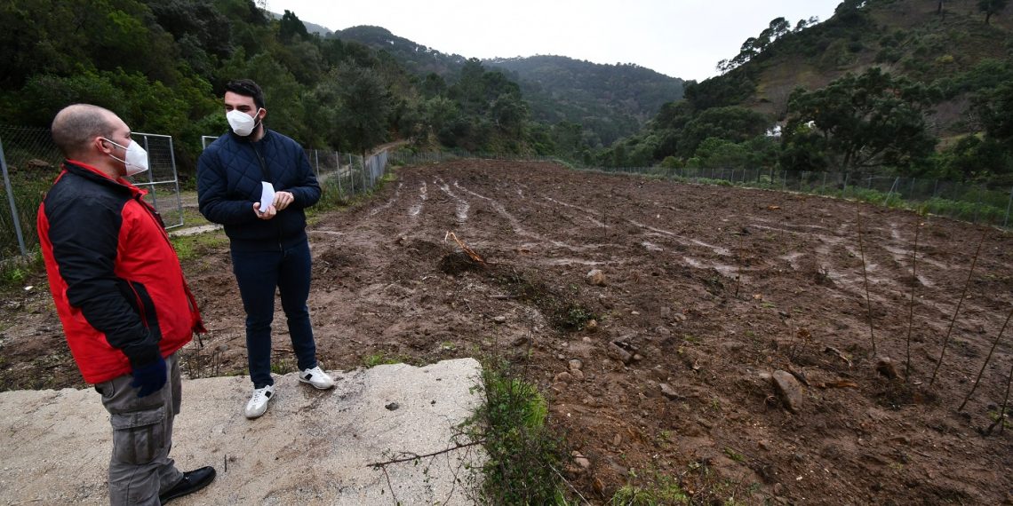 El Ayuntamiento de Jubrique planta un centenar de castaños en terreno municipal