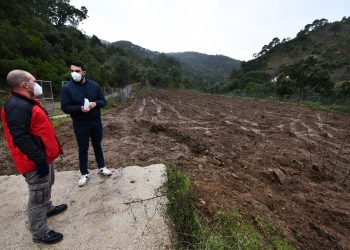 El Ayuntamiento de Jubrique planta un centenar de castaños en terreno municipal