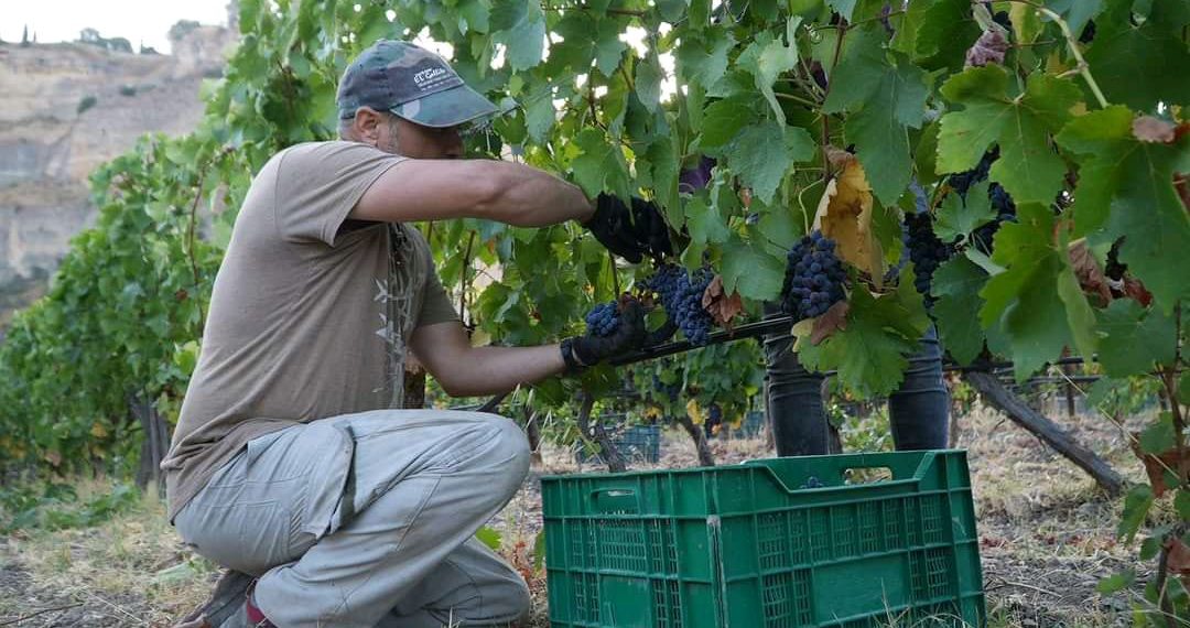 Al menos el 30% de la producción de uva en la Serranía afectada por la ola de calor