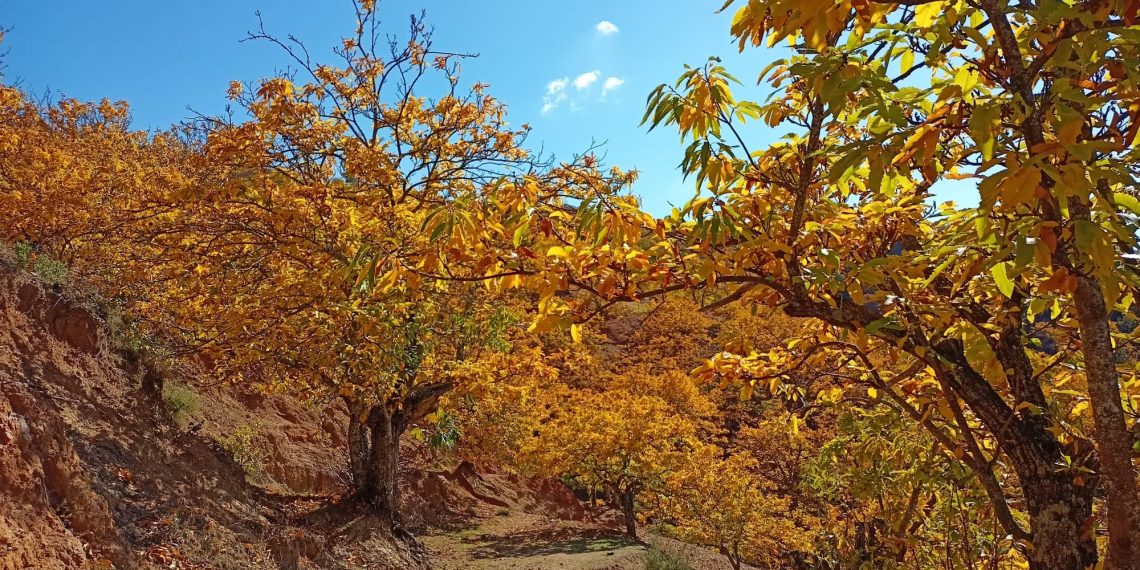 La Diputación destaca el impacto de la campaña de promoción del Valle del Genal