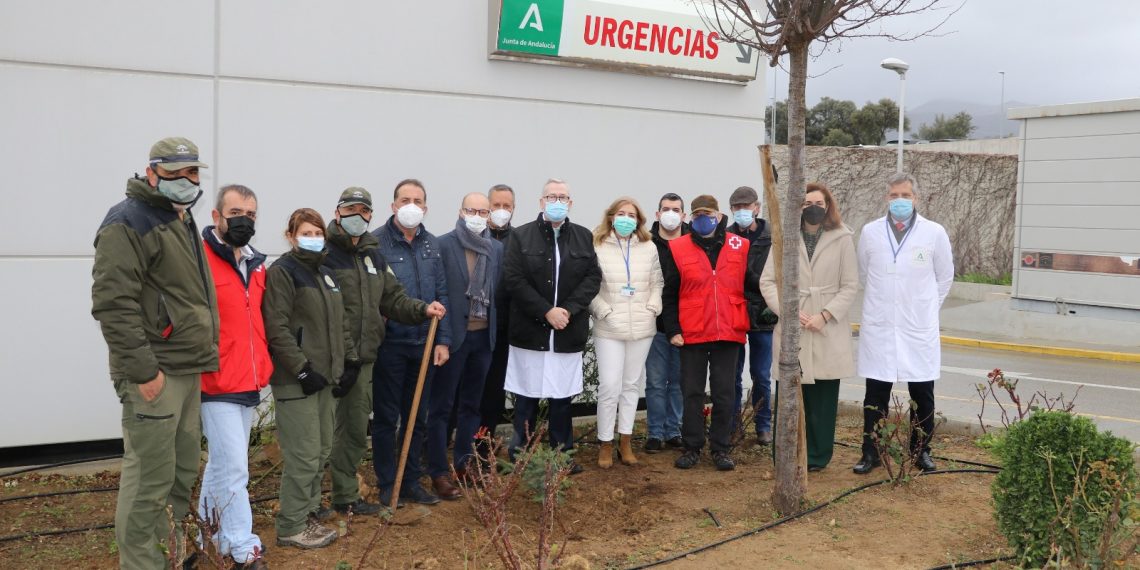 El Hospital de la Serranía de Ronda planta dos pinsapos para conmemorar sus aniversarios