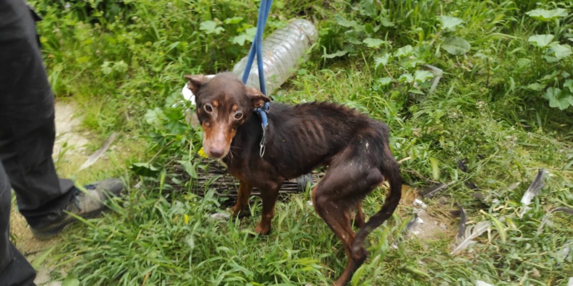 La Policía Local detiene a un hombre por delitos de maltrato animal y presunta sustracción de animales