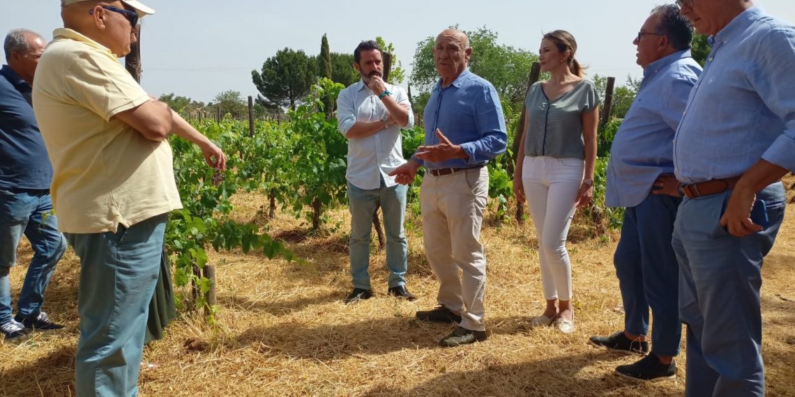 El PP anuncia medidas de apoyo para la Ruta del vino de Ronda y Málaga si gobierna de nuevo en la Junta