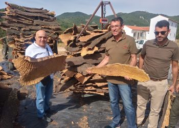 La campaña de saca del corcho de los Montes de Propio entra en su recta final con una previsión de 6.000 quintales