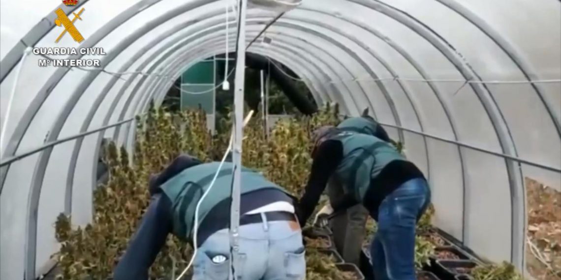 La Guardia Civil desarticula una organización criminal dedicada al cultivo indoor de marihuana la Serranía de Ronda￼