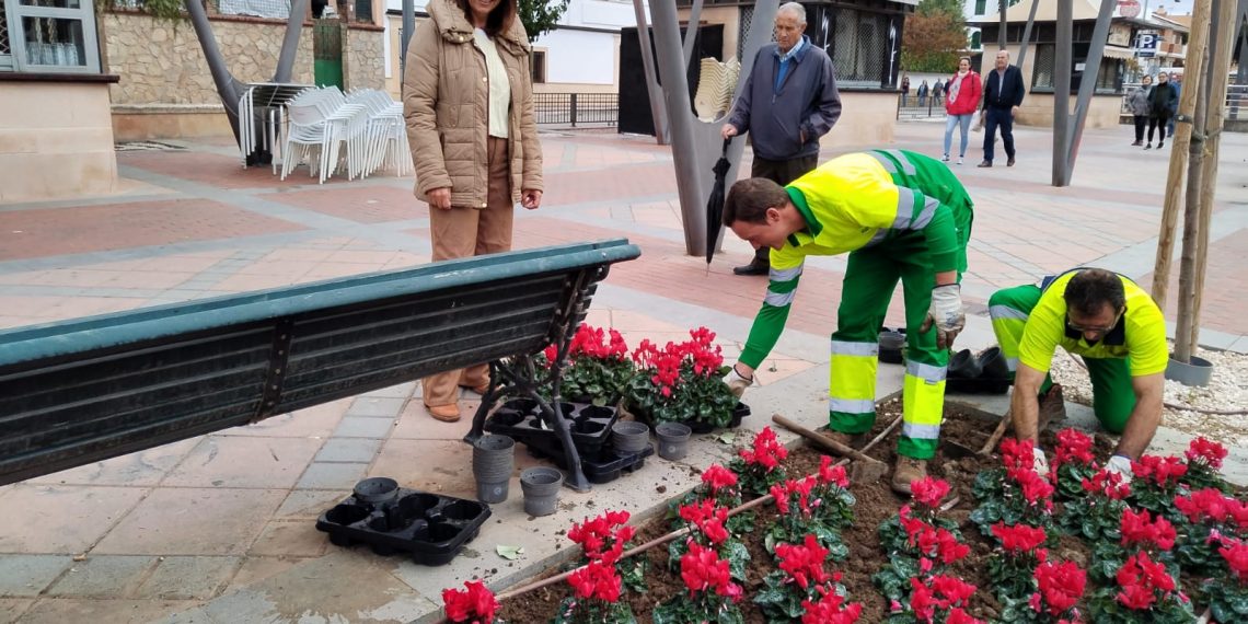 El Ayuntamiento invierte 12.000 euros en cambiar la decoración floral de varias zonas de la ciudad con especies típicas navideñas