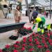 El Ayuntamiento invierte 12.000 euros en cambiar la decoración floral de varias zonas de la ciudad con especies típicas navideñas