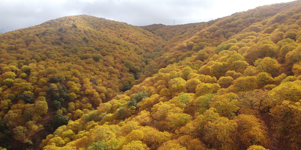 El Valle del Genal se viste de cobre