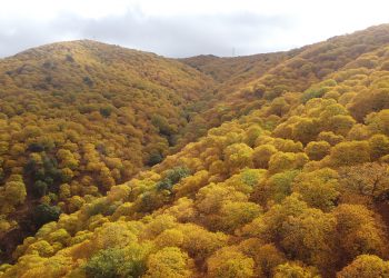 El Valle del Genal se viste de cobre