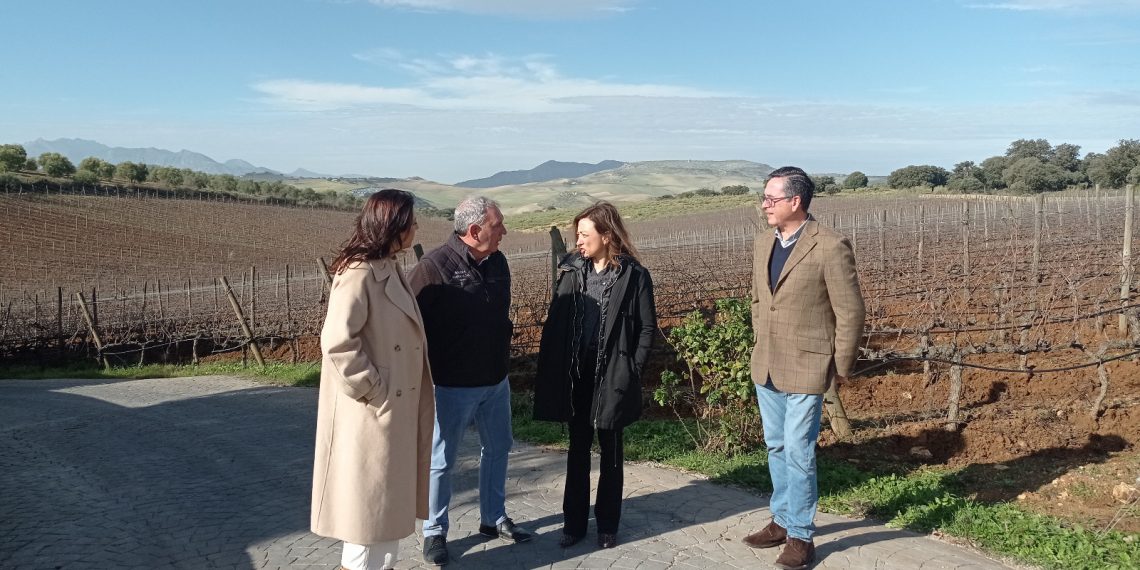 La Junta destina más de 3,1 millones de euros al sector vitivinícola en la provincia