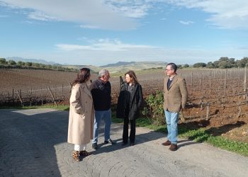 La Junta destina más de 3,1 millones de euros al sector vitivinícola en la provincia