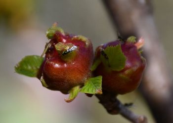 BENALAURÍA COMPRARÁ ‘TORYMUS’ PARA SUS CASTAÑEROS