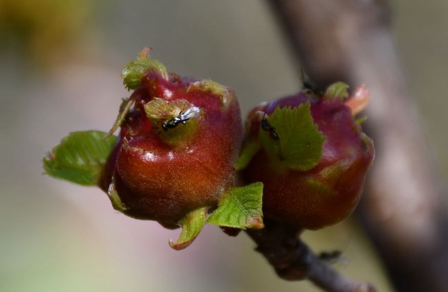 BENALAURÍA COMPRARÁ ‘TORYMUS’ PARA SUS CASTAÑEROS