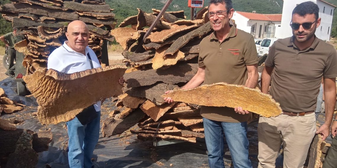 El Ayuntamiento estima este año recoger unos 230.000 kilos de corcho de los Montes de Propios