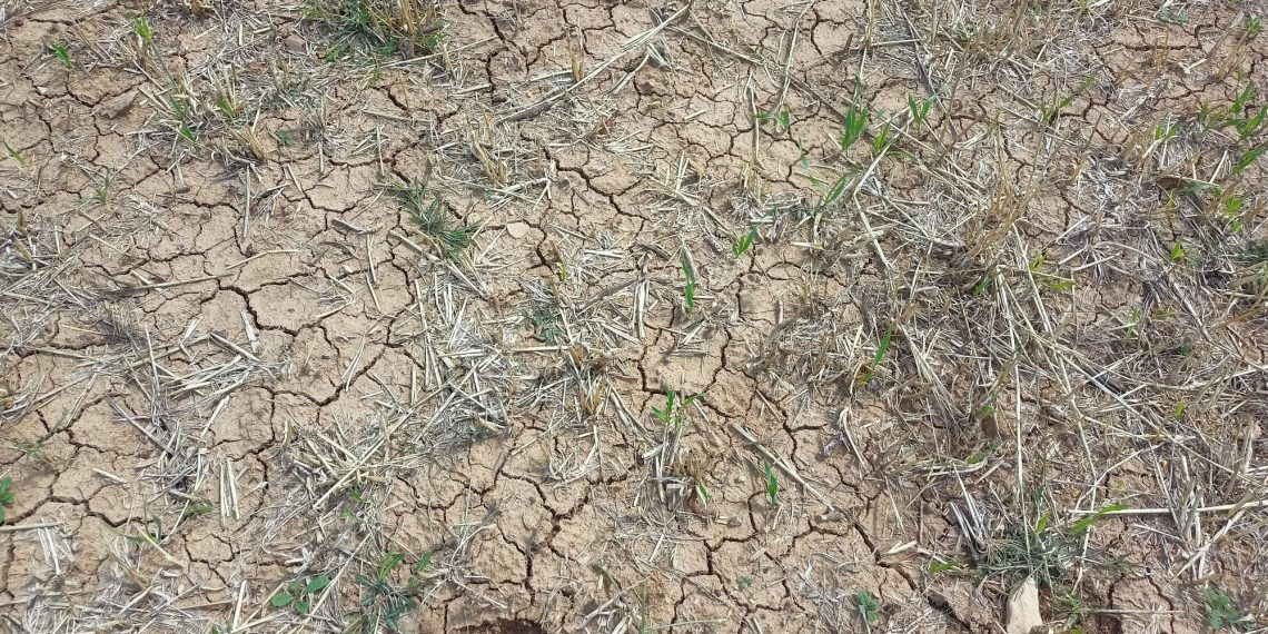 La falta de precipitaciones sitúa a Ronda al borde del segundo peor año de sequía