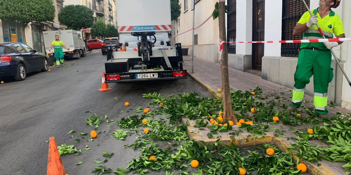 El Ayuntamiento avanza en el plan de poda de naranjos para embellecer las calles de la ciudad