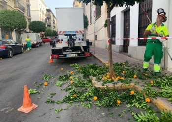 El Ayuntamiento avanza en el plan de poda de naranjos para embellecer las calles de la ciudad